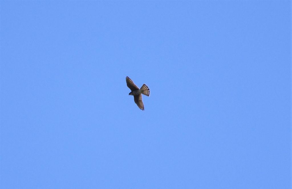 Falco Smeriglio (Falco columbarius), giovane